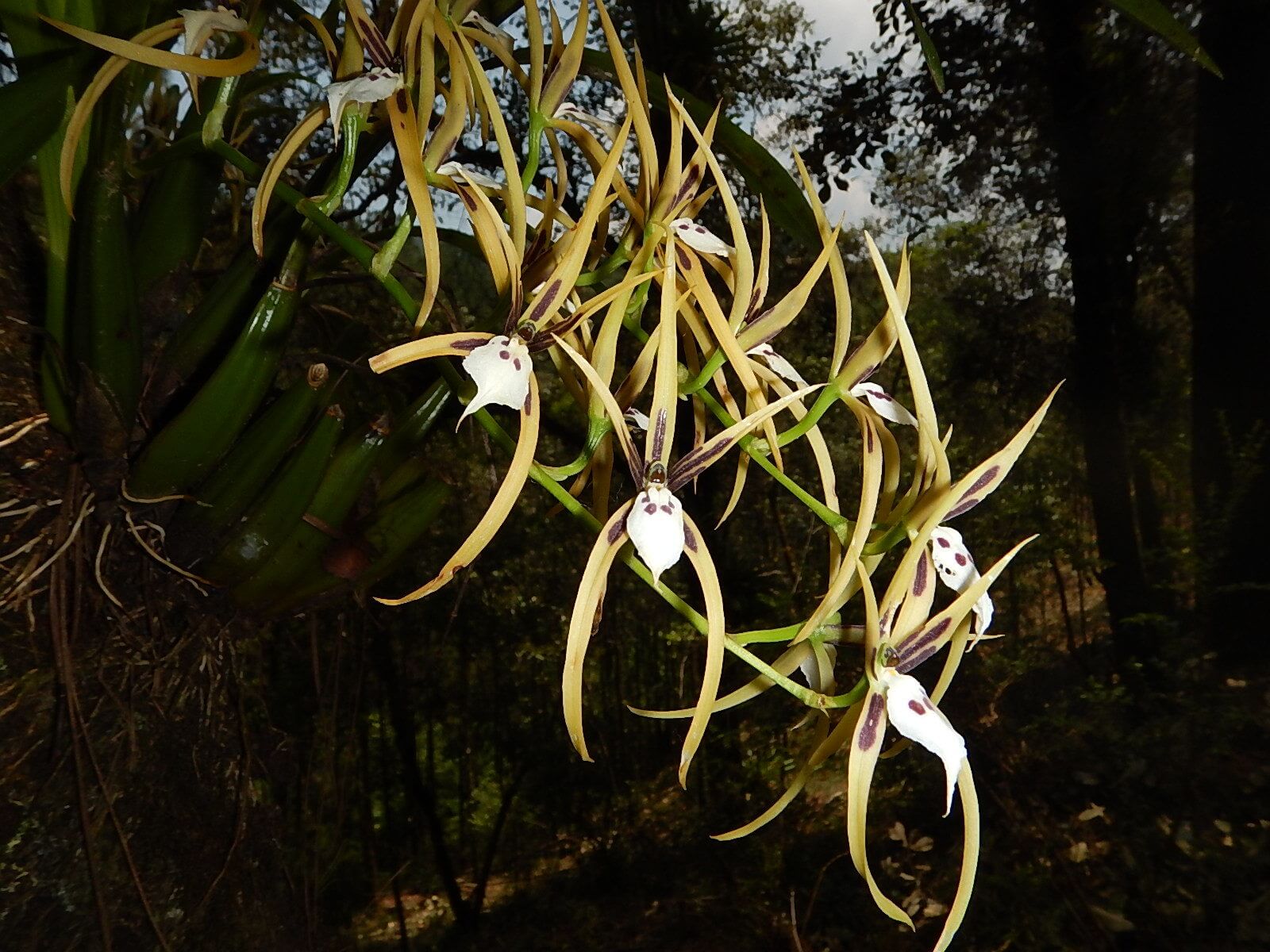 Brassia mexicana (Signata)